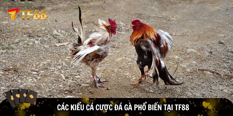 Đa dạng kiểu cá cược đá gà tại TF88