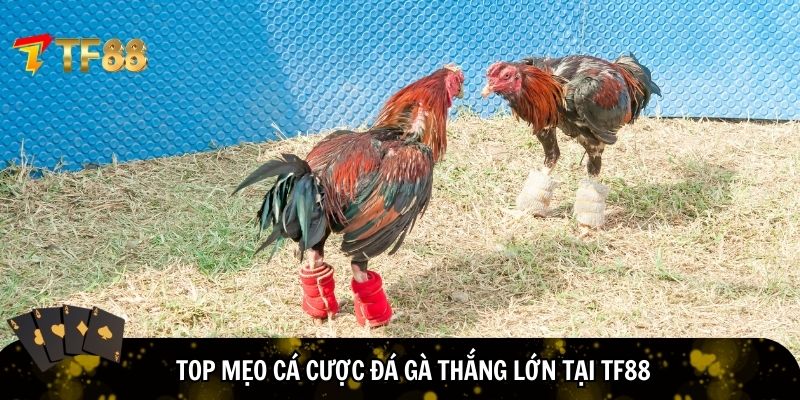 Vận dụng mẹo cá cược đá gà thắng lớn tại TF88