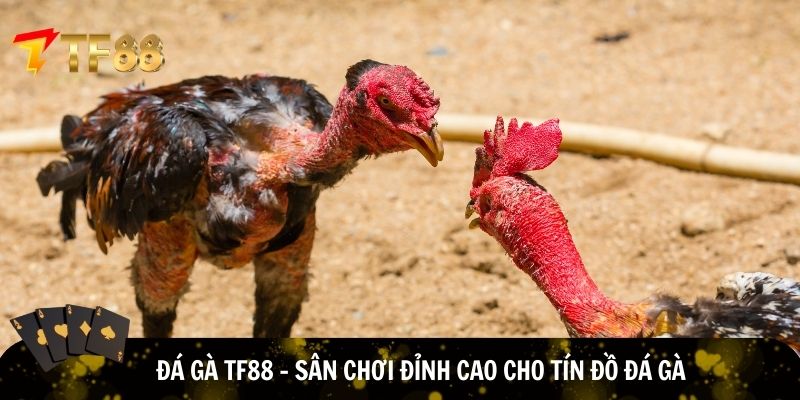 Trải nghiệm đá gà TF88 cực đỉnh