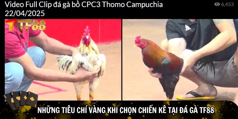 Những dòng gà chiến được ưa chuộng tại TF88