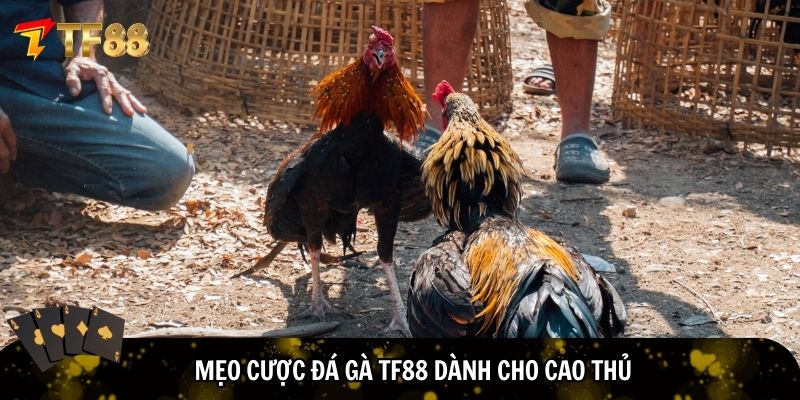 Vận dụng thông minh mẹo cược đá gà TF88 dành cho cao thủ