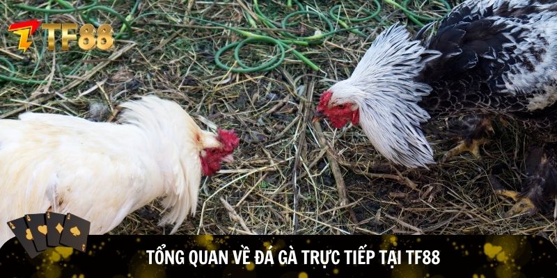 Sân chơi đá gà trực tiếp tại TF88