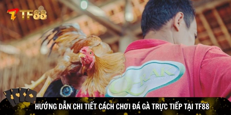 Cách thức tham gia gà trực tuyến phổ biến tại TF88