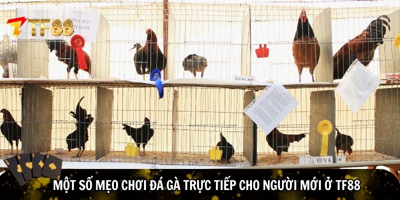 Kinh nghiệm chơi đá gà trực tiếp cho người mới