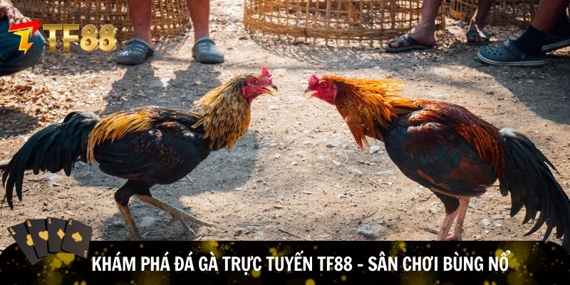 Đánh giá về đá gà trực tuyến TF88