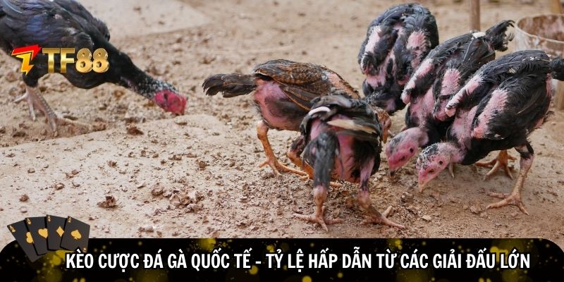 Những kèo cược đá gà quốc tế