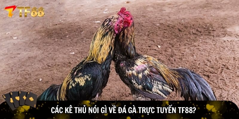 Nhiều kê thủ giành cơn mưa lời khen cho TF88