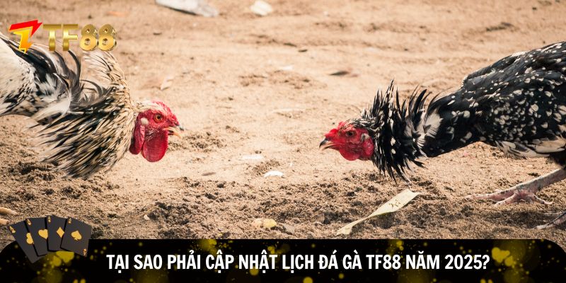 Be thủ cần cập nhật lịch đá gà TF88 năm 2025