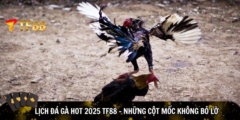 Chi tiết lịch đá gà hot 2025 tại TF88
