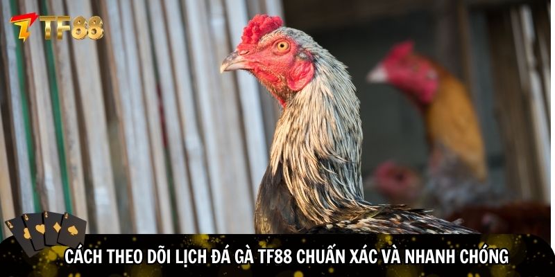 Hướng dẫn theo dõi lịch đá gà TF88
